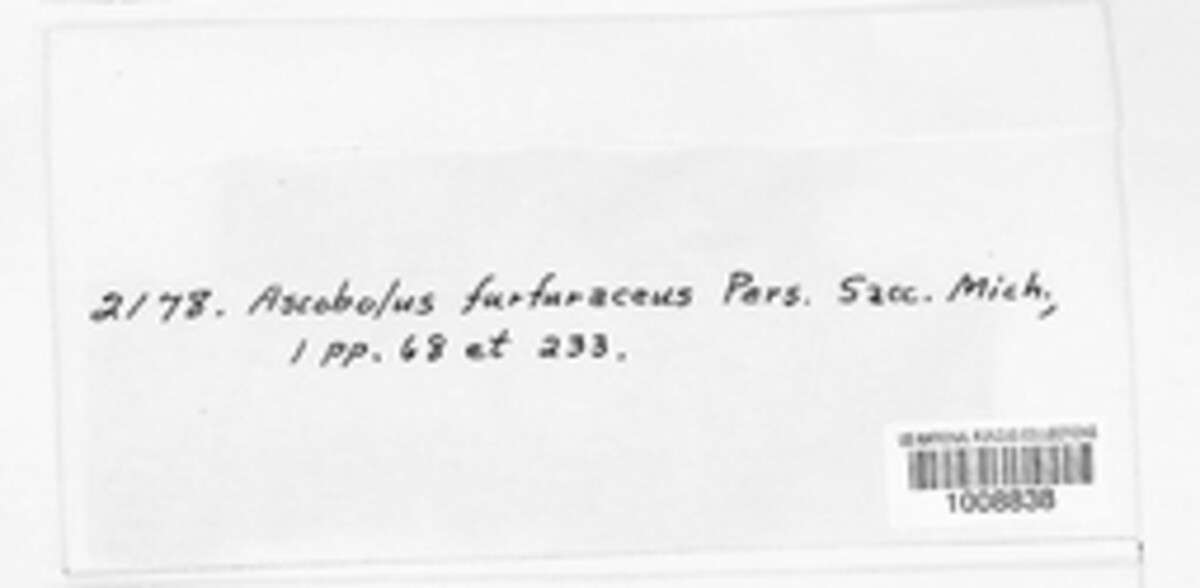 Ascobolus furfuraceus image
